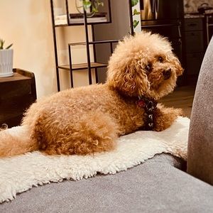 Meet your Posher, Jasmine